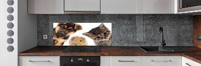 Panneaux muraux cuisine Animaux de compagnie