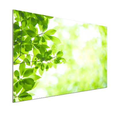 Panneau pour cuisine Feuilles