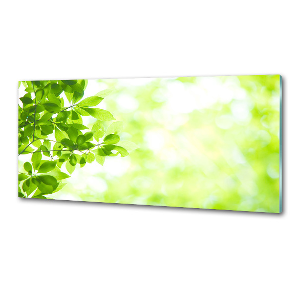 Panneau pour cuisine Feuilles