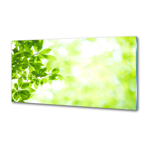 Panneau pour cuisine Feuilles