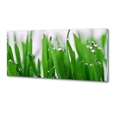 Crédence en verre cuisine Tiges d'herbe