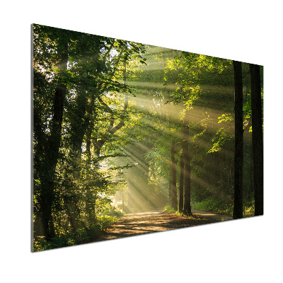 Verre pour crédence Forêt au soleil