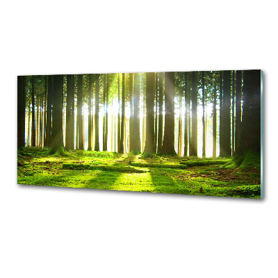 Panneau crédence cuisine Forêt au soleil