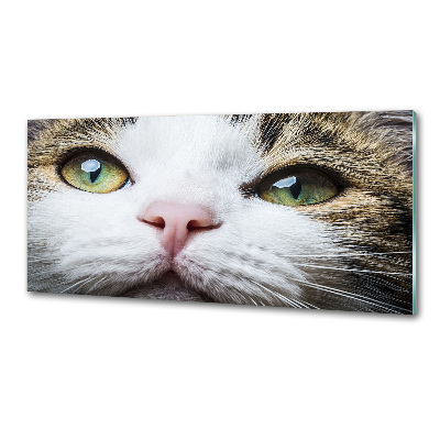 Panneau crédence cuisine Yeux de chat verts