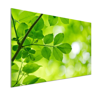 Panneau crédence cuisine Feuilles vertes
