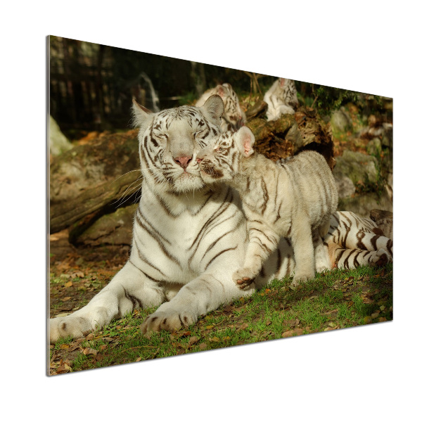 Panneau pour cuisine Tigres