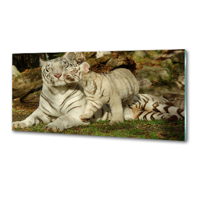 Panneau pour cuisine Tigres