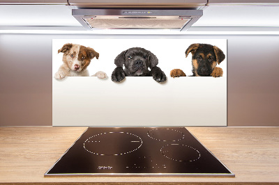 Crédence en verre cuisine Trois chiots
