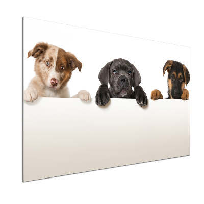 Crédence en verre cuisine Trois chiots