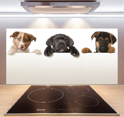 Crédence en verre cuisine Trois chiots