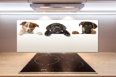 Crédence en verre cuisine Trois chiots