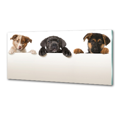 Crédence en verre cuisine Trois chiots