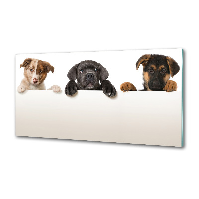 Crédence en verre cuisine Trois chiots