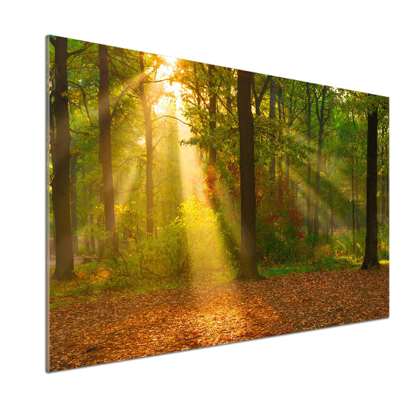 Crédence de cuisine Forêt au soleil