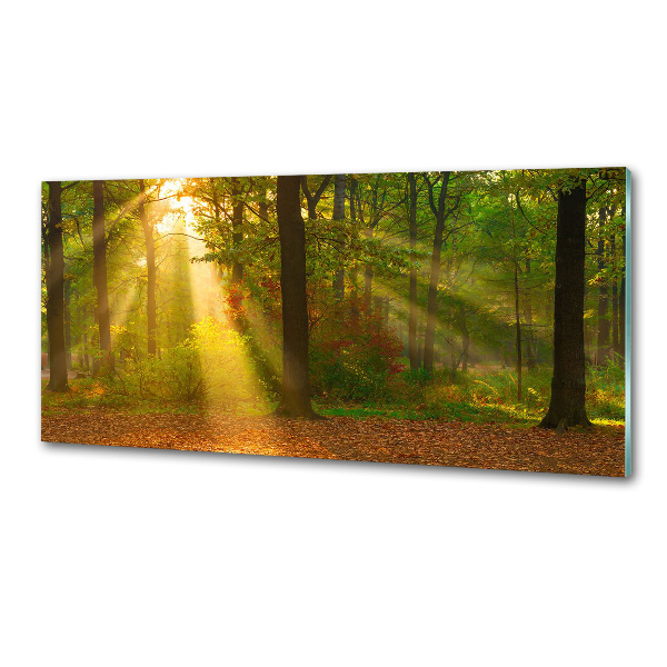 Crédence de cuisine Forêt au soleil