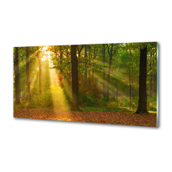 Crédence de cuisine Forêt au soleil
