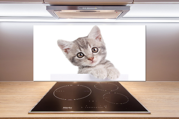 Crédence cuisine en verre Chat gris