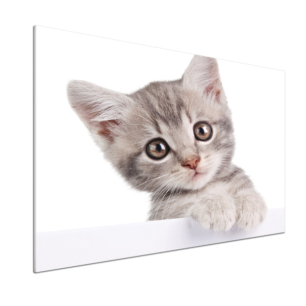 Crédence cuisine en verre Chat gris