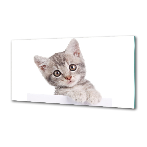 Crédence cuisine en verre Chat gris