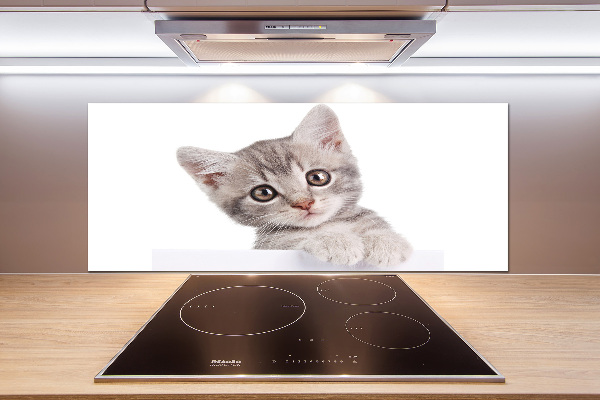 Crédence cuisine en verre Chat gris