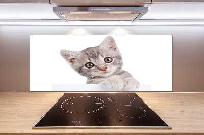 Crédence cuisine en verre Chat gris