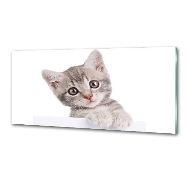 Crédence cuisine en verre Chat gris