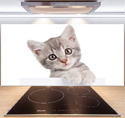 Crédence cuisine en verre Chat gris