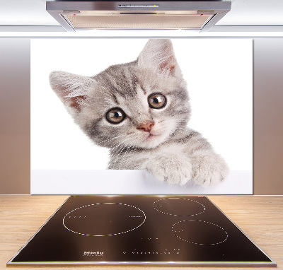 Crédence cuisine en verre Chat gris