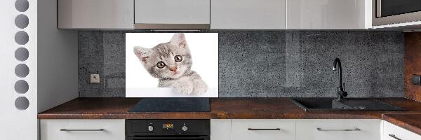 Crédence cuisine en verre Chat gris