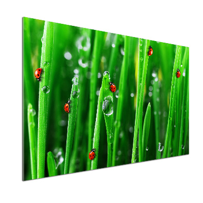 Panneaux muraux cuisine Coccinelles sur l'herbe