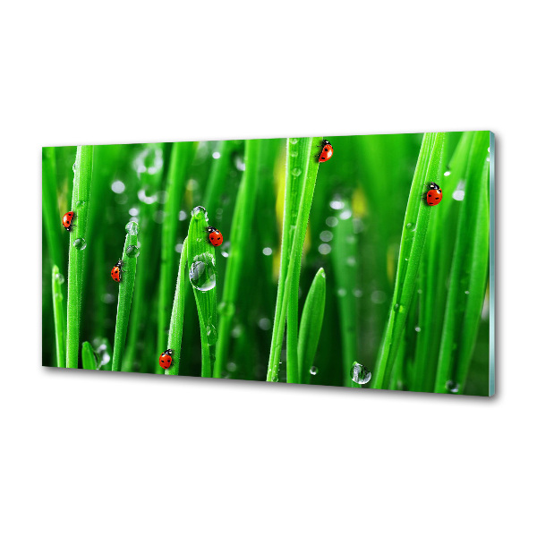 Panneaux muraux cuisine Coccinelles sur l'herbe