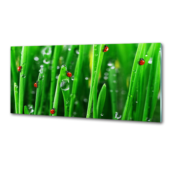 Panneaux muraux cuisine Coccinelles sur l'herbe
