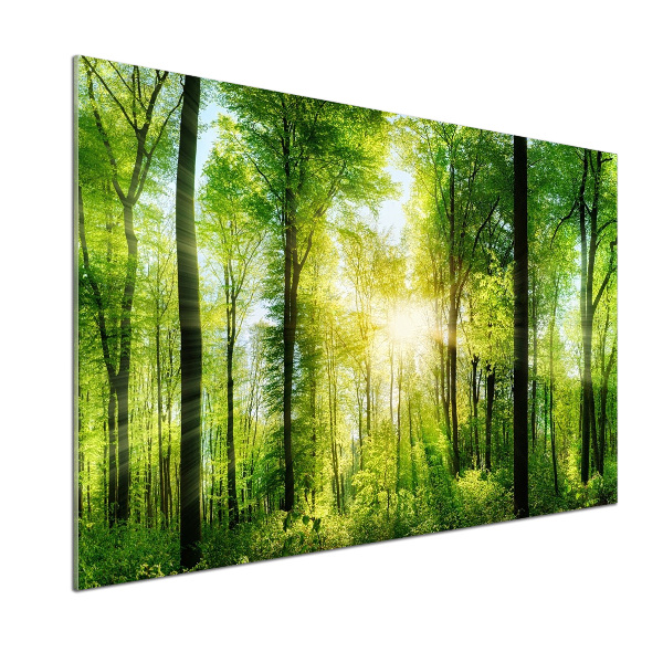 Panneaux muraux cuisine Forêt au soleil