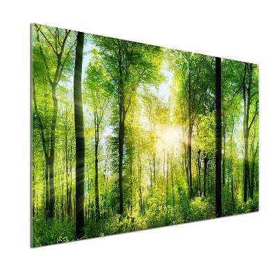 Panneaux muraux cuisine Forêt au soleil