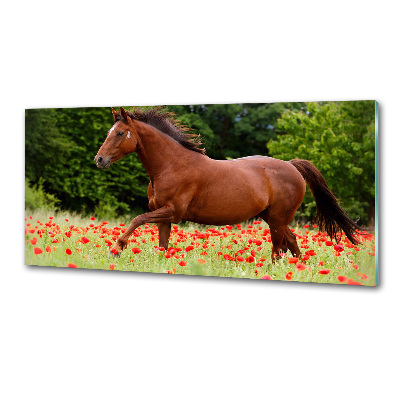 Crédence cuisine en verre trempé Cheval dans un champ de coquelicots