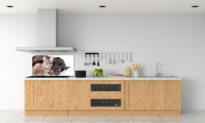 Crédence cuisine en verre Chien et chat