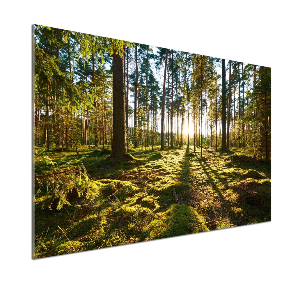 Crédence en verre cuisine Forêt de pins