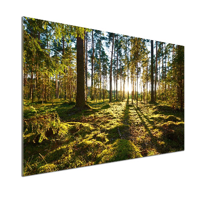 Crédence en verre cuisine Forêt de pins