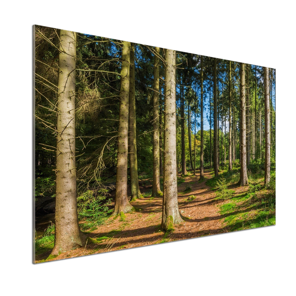 Crédence en verre cuisine Panorama d'une forêt