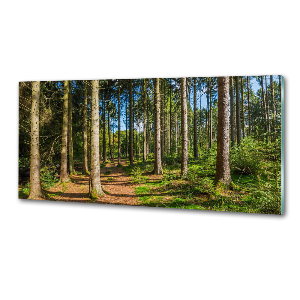 Crédence en verre cuisine Panorama d'une forêt