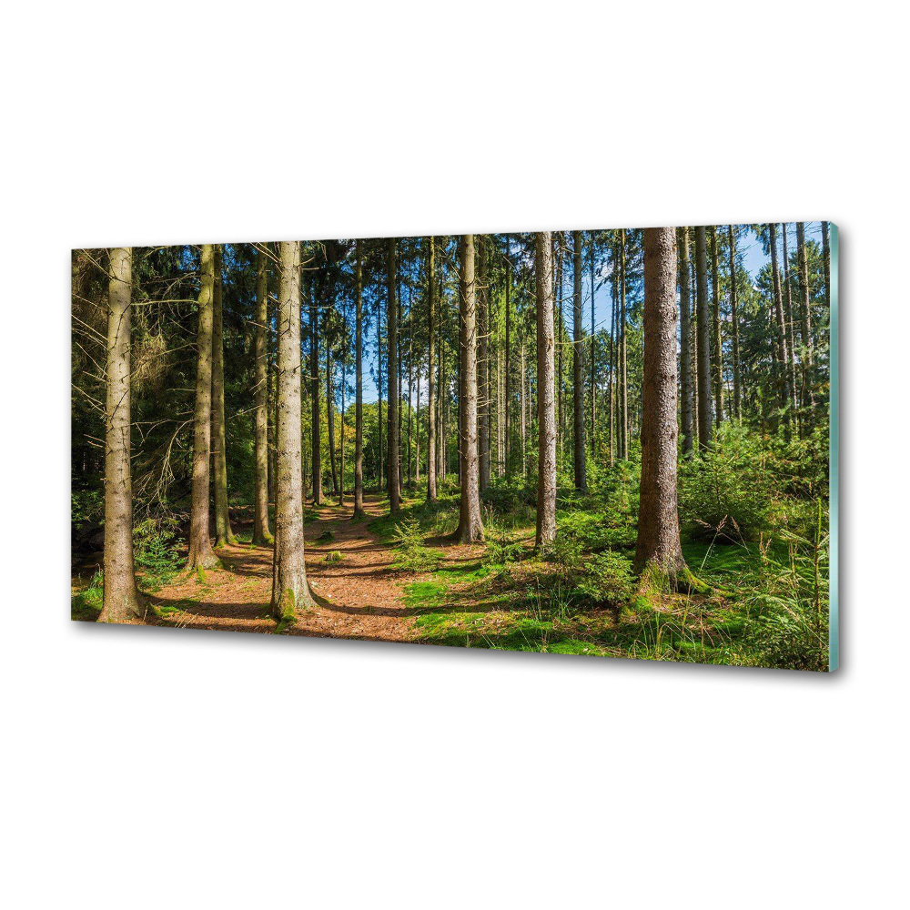 Crédence en verre cuisine Panorama d'une forêt