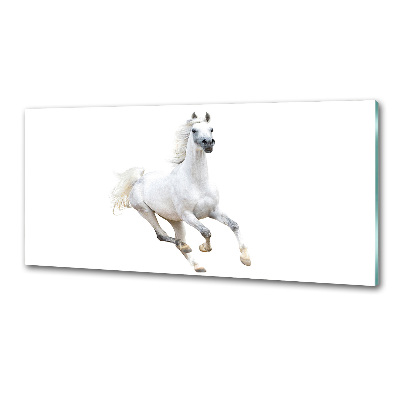 Panneaux de cuisine Cheval arabe blanc