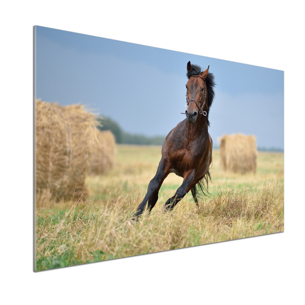 Crédence de cuisine en verre Cheval au galop