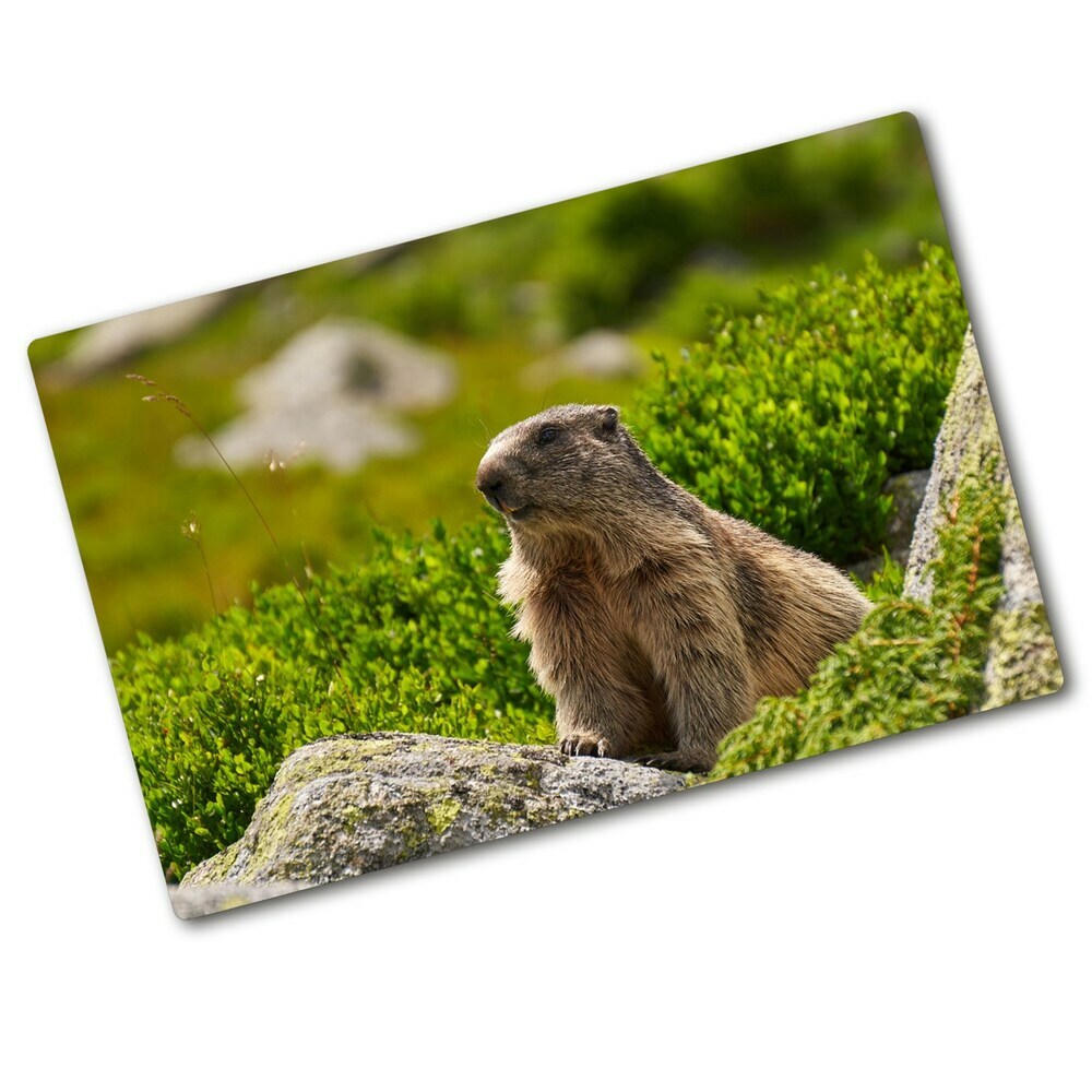 Protection plaque induction Marmotte des Tatras