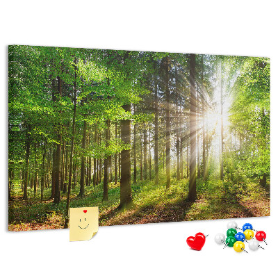 Tableau affichage liège Rayons de soleil dans la forêt verte