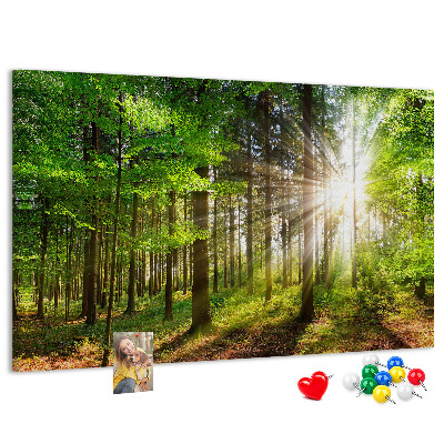 Tableau affichage liège Rayons de soleil dans la forêt verte