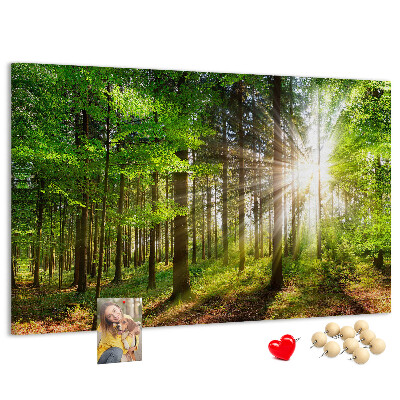 Tableau affichage liège Rayons de soleil dans la forêt verte