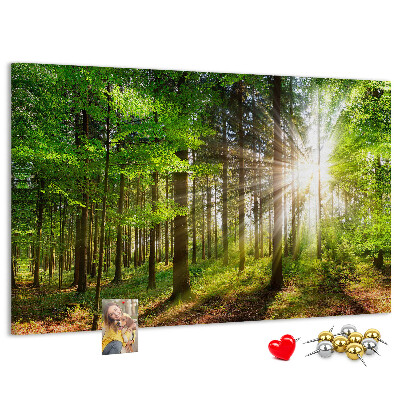 Tableau affichage liège Rayons de soleil dans la forêt verte