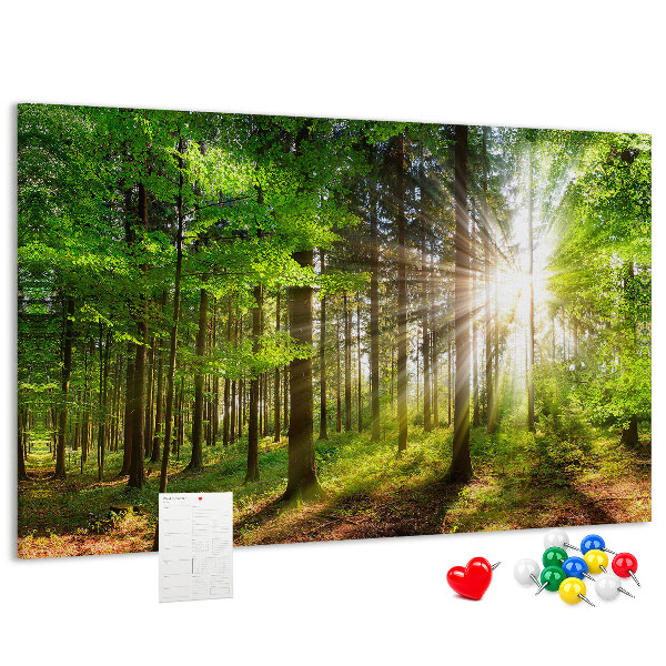Tableau affichage liège Rayons de soleil dans la forêt verte