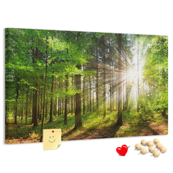 Tableau affichage liège Rayons de soleil dans la forêt verte